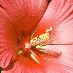 Hibiskusextrakt