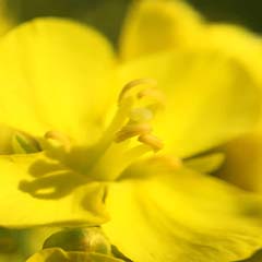 Jeju-Blume