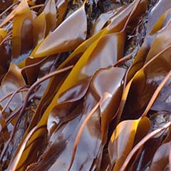 Alge Laminaria Digitata
