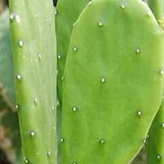 Opuntia-Kaktus-Extrakt
