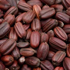Biologisch abbaubare Jojobaperlen